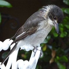 Cracticus torquatus (Grey Butcherbird) at Kambah, ACT - 2 Mar 2025 by LineMarie