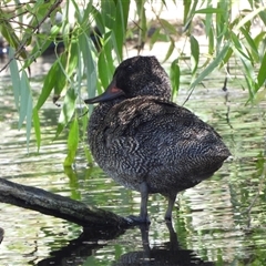 Stictonetta naevosa (Freckled Duck) at Fyshwick, ACT - 28 Feb 2025 by LineMarie