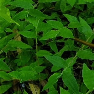 Oplismenus hirtellus at suppressed - suppressed