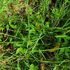 Oplismenus hirtellus at suppressed - suppressed