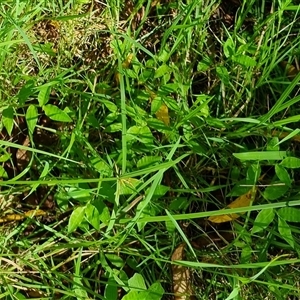Oplismenus hirtellus at suppressed - suppressed