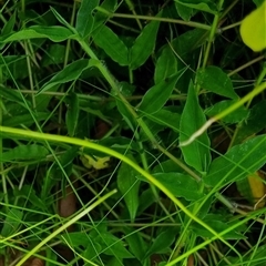 Oplismenus hirtellus at suppressed - suppressed