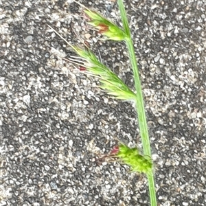 Oplismenus hirtellus at suppressed - suppressed