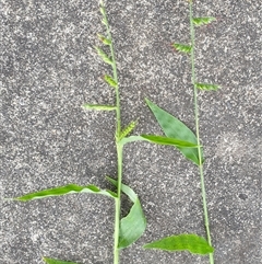 Oplismenus hirtellus at suppressed - suppressed