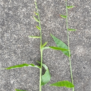 Oplismenus hirtellus at suppressed - suppressed