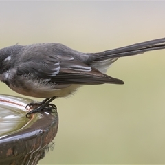 Rhipidura albiscapa (Grey Fantail) at Symonston, ACT - 3 Mar 2025 by rawshorty