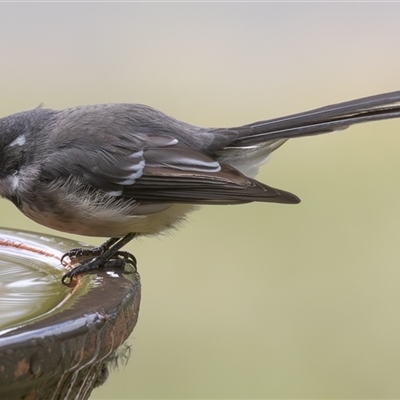 Rhipidura albiscapa (Grey Fantail) at Symonston, ACT - 3 Mar 2025 by rawshorty