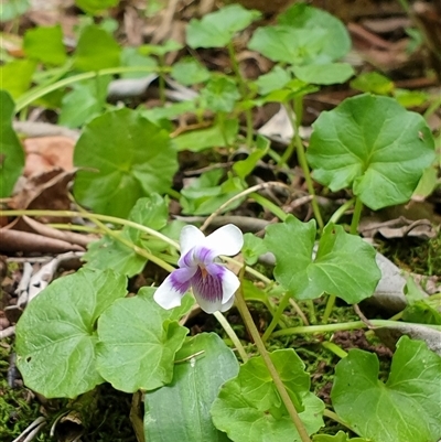 Viola sp. by MazzV