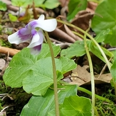 Viola banksii at Copmanhurst, NSW - suppressed