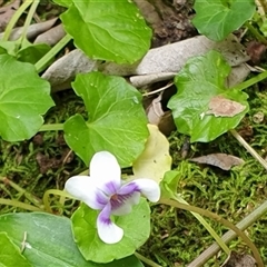 Viola banksii at Copmanhurst, NSW - suppressed