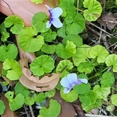 Viola banksii at Copmanhurst, NSW - suppressed