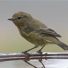 Acanthiza nana (Yellow Thornbill) at Symonston, ACT - 3 Mar 2025 by rawshorty