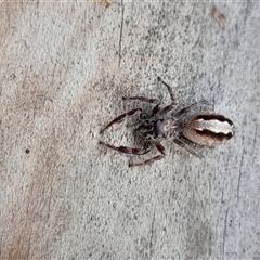 Sandalodes superbus (Ludicra Jumping Spider) at Pappinbarra, NSW - Yesterday by jonvanbeest