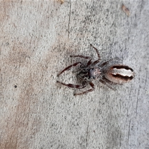 Sandalodes superbus (Ludicra Jumping Spider) at Pappinbarra, NSW - 3 Mar 2025 by jonvanbeest