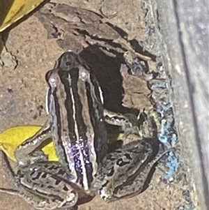 Limnodynastes peronii (Brown-striped Frog) at Bonny Hills, NSW - 3 Mar 2025 by pls047