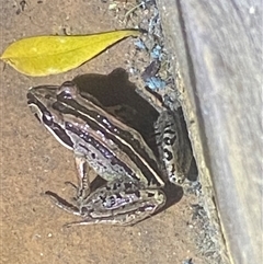 Limnodynastes peronii at Bonny Hills, NSW - suppressed