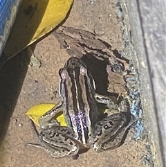 Limnodynastes peronii at Bonny Hills, NSW - suppressed