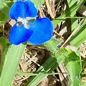 Commelina cyanea at Copmanhurst, NSW - suppressed
