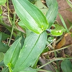 Commelina cyanea at Copmanhurst, NSW - suppressed