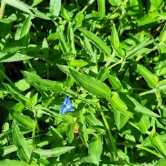 Commelina cyanea at Copmanhurst, NSW - suppressed
