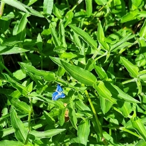 Commelina cyanea at Copmanhurst, NSW - suppressed