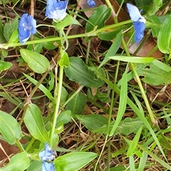 Commelina cyanea at Copmanhurst, NSW - suppressed