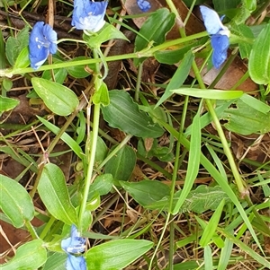 Commelina cyanea at Copmanhurst, NSW - suppressed