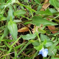 Commelina cyanea at Copmanhurst, NSW - suppressed