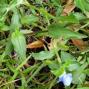 Commelina cyanea at Copmanhurst, NSW - suppressed