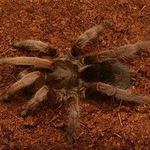 Selenotypus sp. (Australian tarantula) at Mount Archer, QLD - 27 Oct 2024 by NateKingsford