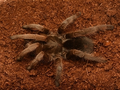 Selenotypus sp. (Australian tarantula) at Mount Archer, QLD - 27 Oct 2024 by NateKingsford