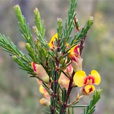 Dillwynia glaucula (Michelago Parrot-pea) by JT1997