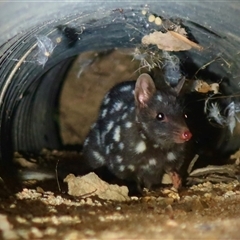 Dasyurus viverrinus (Eastern Quoll) at Forde, ACT - 3 Mar 2025 by ReeceNorton