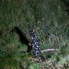 Dasyurus viverrinus at Forde, ACT - 3 Mar 2025 10:50 PM