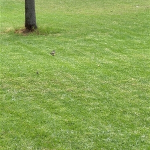 Acanthiza chrysorrhoa at Brownlow Hill, NSW - 4 Mar 2025 11:46 AM