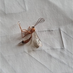 Ichneumonidae (family) (Unidentified ichneumon wasp) at Kangaroo Valley, NSW - Yesterday by Logrunners