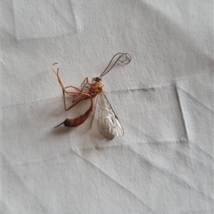 Ichneumonidae (family) at Kangaroo Valley, NSW - suppressed