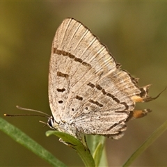 Jalmenus evagoras (Imperial Hairstreak) at Acton, ACT - 4 Mar 2025 by Thurstan