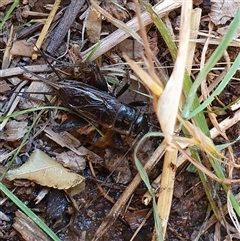 Teleogryllus commodus (Black Field Cricket) at Bowning, NSW - 2 Mar 2025 by Maren