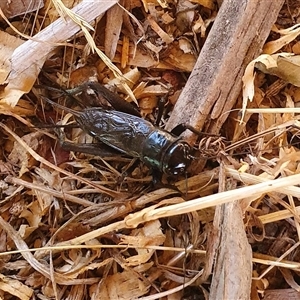 Teleogryllus commodus at Bowning, NSW - 2 Mar 2025 09:23 AM