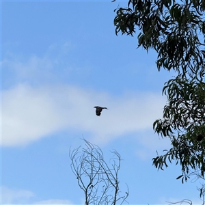 Aquila audax at Orangeville, NSW - 4 Mar 2025 12:02 PM