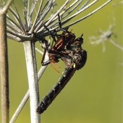 Chrysopogon muelleri (Robber fly) at Tharwa, ACT - 19 Jan 2024 by MichaelBedingfield