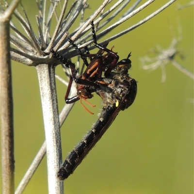 Chrysopogon muelleri (Robber fly) at Tharwa, ACT - 19 Jan 2024 by MichaelBedingfield