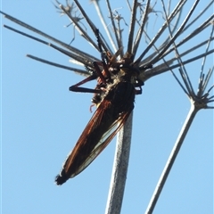 Chrysopogon muelleri at Tharwa, ACT - 19 Jan 2024 06:10 PM