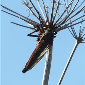 Chrysopogon muelleri at Tharwa, ACT - 19 Jan 2024 06:10 PM