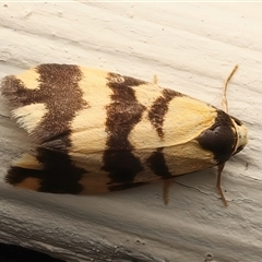 Thallarcha partita (Dark-banded Footman) at Ainslie, ACT - 1 Mar 2025 by jb2602