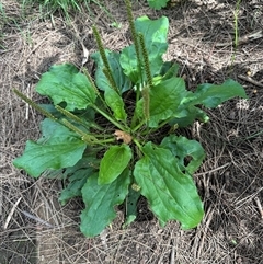 Plantago major (Greater Plantain) at Kangaroo Valley, NSW - 4 Mar 2025 by lbradley