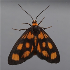 Asura cervicalis (Spotted Lichen Moth) at Ainslie, ACT - 1 Mar 2025 by jb2602