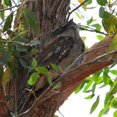 Podargus strigoides (Tawny Frogmouth) at Kambah, ACT - 4 Mar 2025 by LineMarie