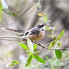 Rhipidura albiscapa (Grey Fantail) at Orangeville, NSW - 4 Mar 2025 by belleandjason